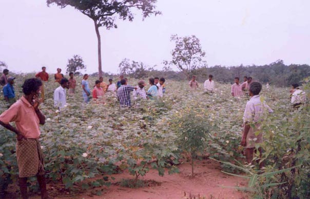 Visitantes a Punukula inspeccionan un sembradío de algodón con plantas distractoras que alejan a los insectos del algodón.