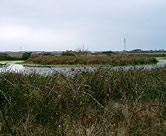 'Island' in marsh