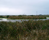 'Island' in marsh