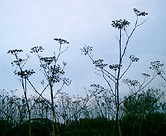 Queen Anne's Lace