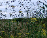 More marsh flora.