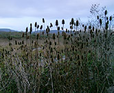 Thistles