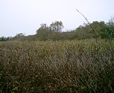 Dense marsh vegetation.