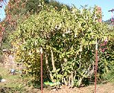 Datura flowers