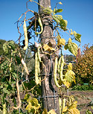 Beans ready for harvest