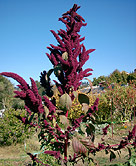 Amaranth