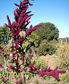 Amaranth