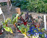 Swiss chard and pansies