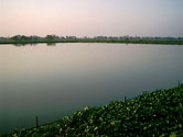 Water hyacinth