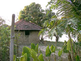 Papaya tree