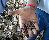 Composting worms