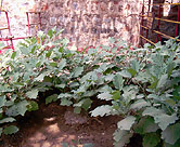 Eggplants ripening