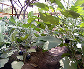 Young eggplants thriving