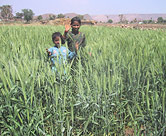 Children in wheat field