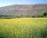 Mustard field