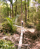 Along the forest boardwalk.