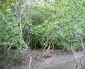 Newly rebounding mangroves