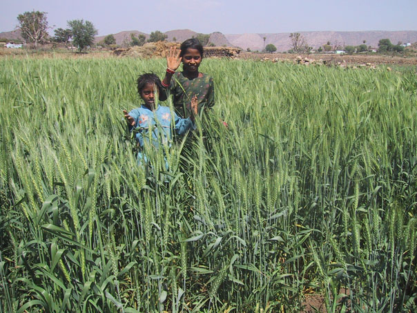 Cultivo de trigo irrigado durante la temporada seca.
