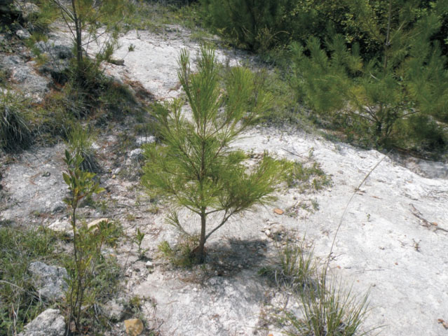 Arbolito creciendo en suelo totalmente erosionado