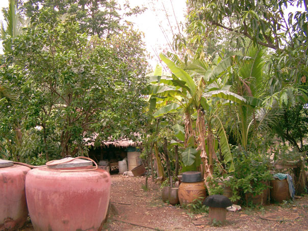 Hortaliza culinaria en la casa de Ajaan Thanawm (las grandes vasijas de cerámica almacenan agua pluvial). 
