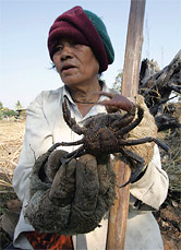 Los manglares suministran plantas medicinales, y paja para la vivienda y para las artes de pesca. También son refugios para los juveniles de peces, camarones, moluscos y cangrejos.