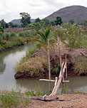 Agroforestería Comunitaria Tailandia